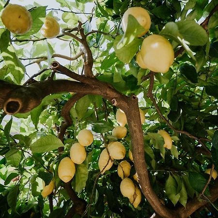 Il Giardino Dei Limoni Διαμέρισμα Polvica Εξωτερικό φωτογραφία