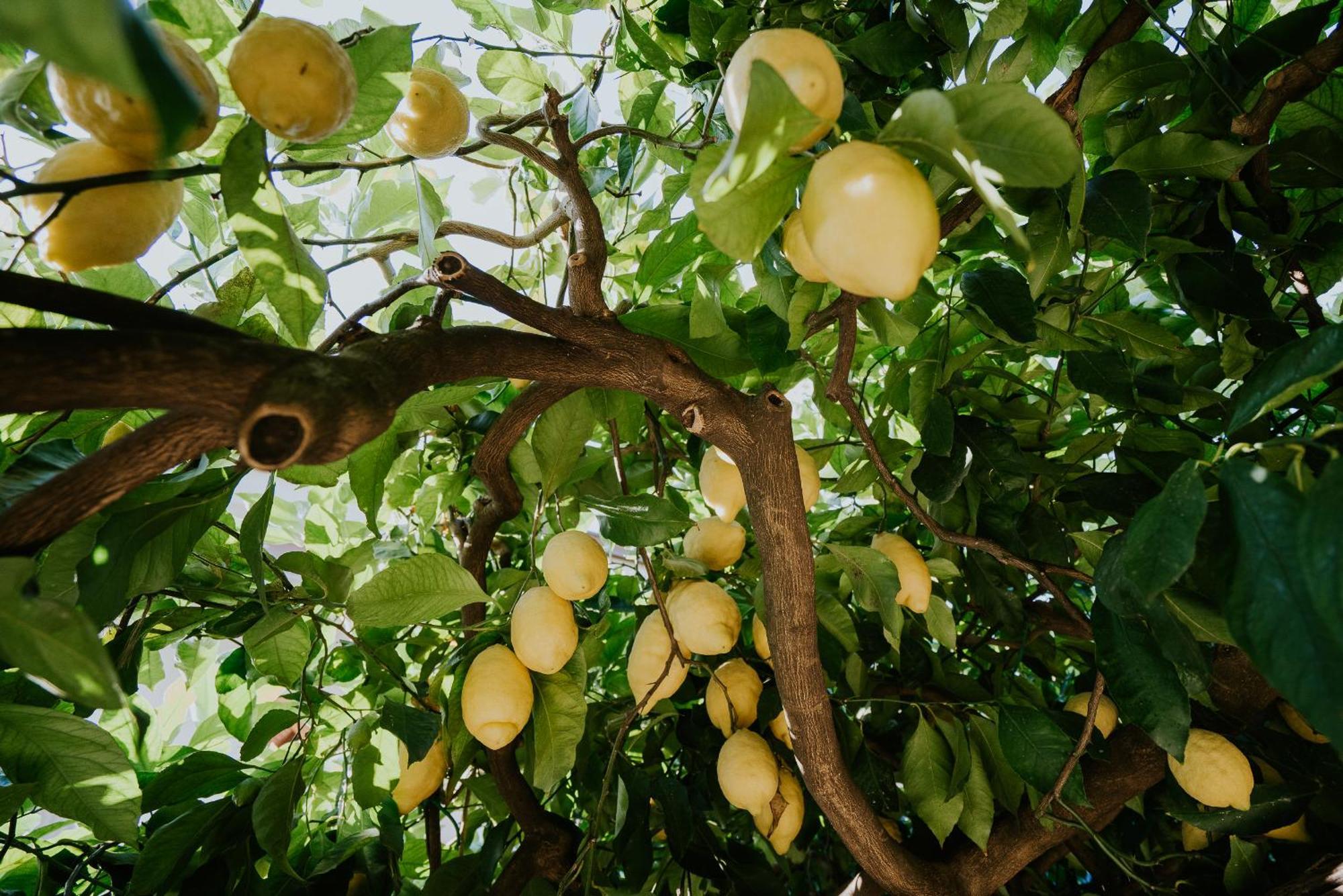 Il Giardino Dei Limoni Διαμέρισμα Polvica Εξωτερικό φωτογραφία