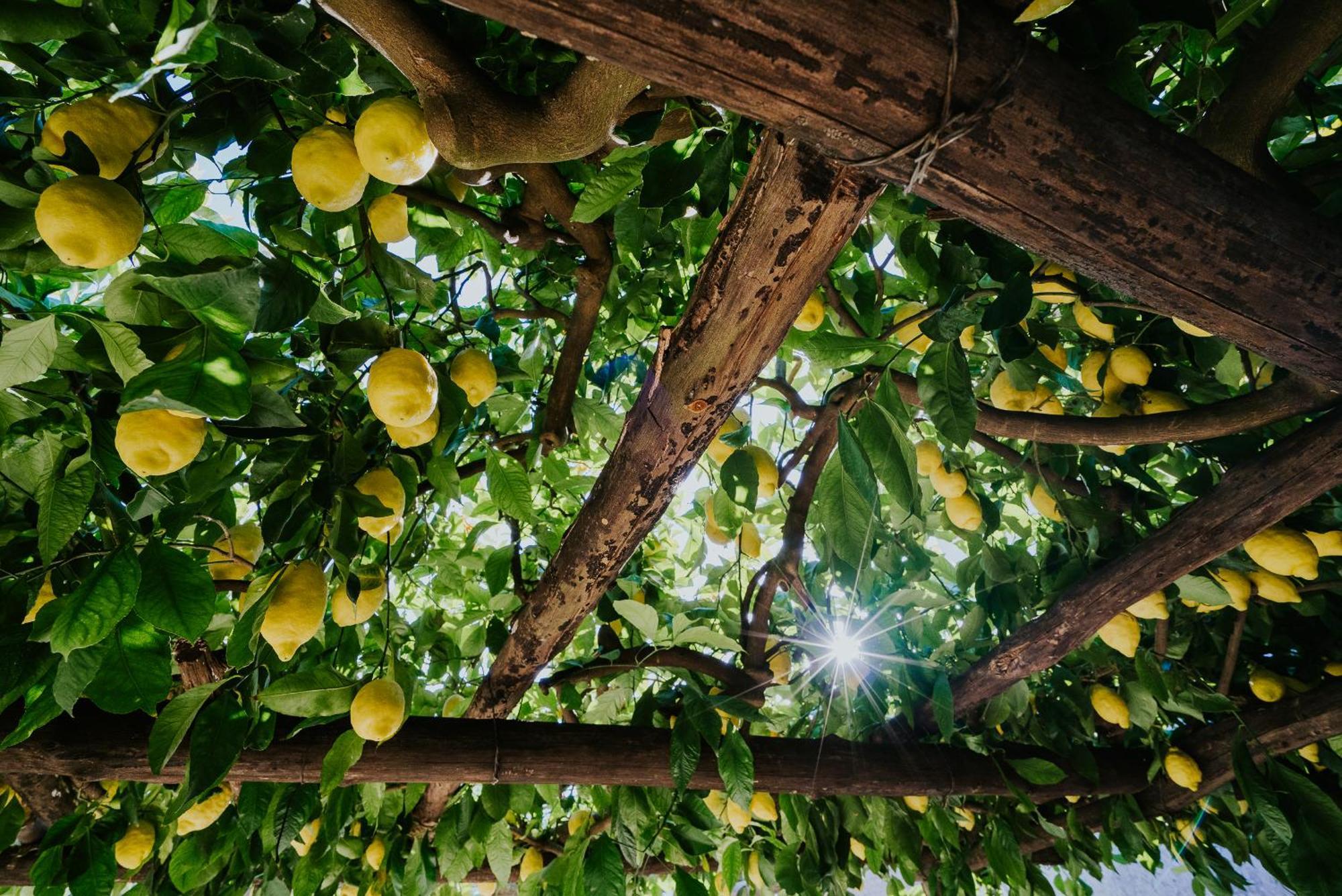 Il Giardino Dei Limoni Διαμέρισμα Polvica Εξωτερικό φωτογραφία